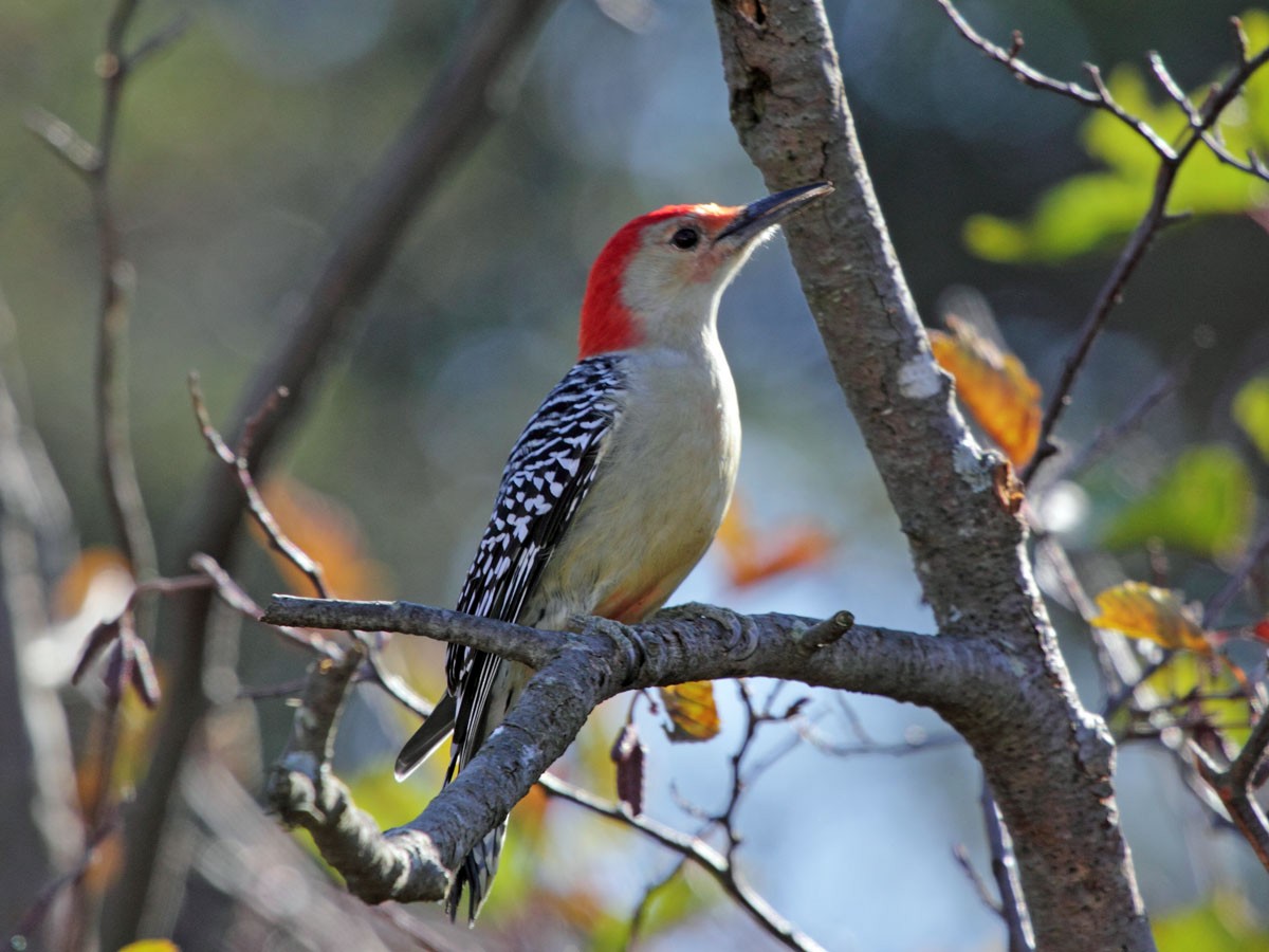 Red-bellied Woodpecker - ML249039081