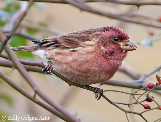 Photos - Purple Finch - Haemorhous purpureus - Birds of the World