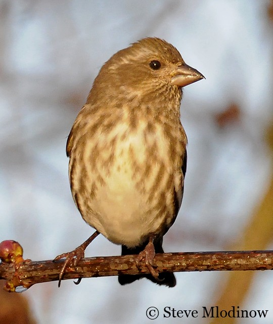 Photos - Purple Finch - Haemorhous purpureus - Birds of the World