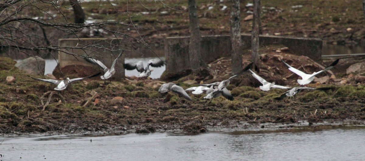 Snow Goose - ML249040111