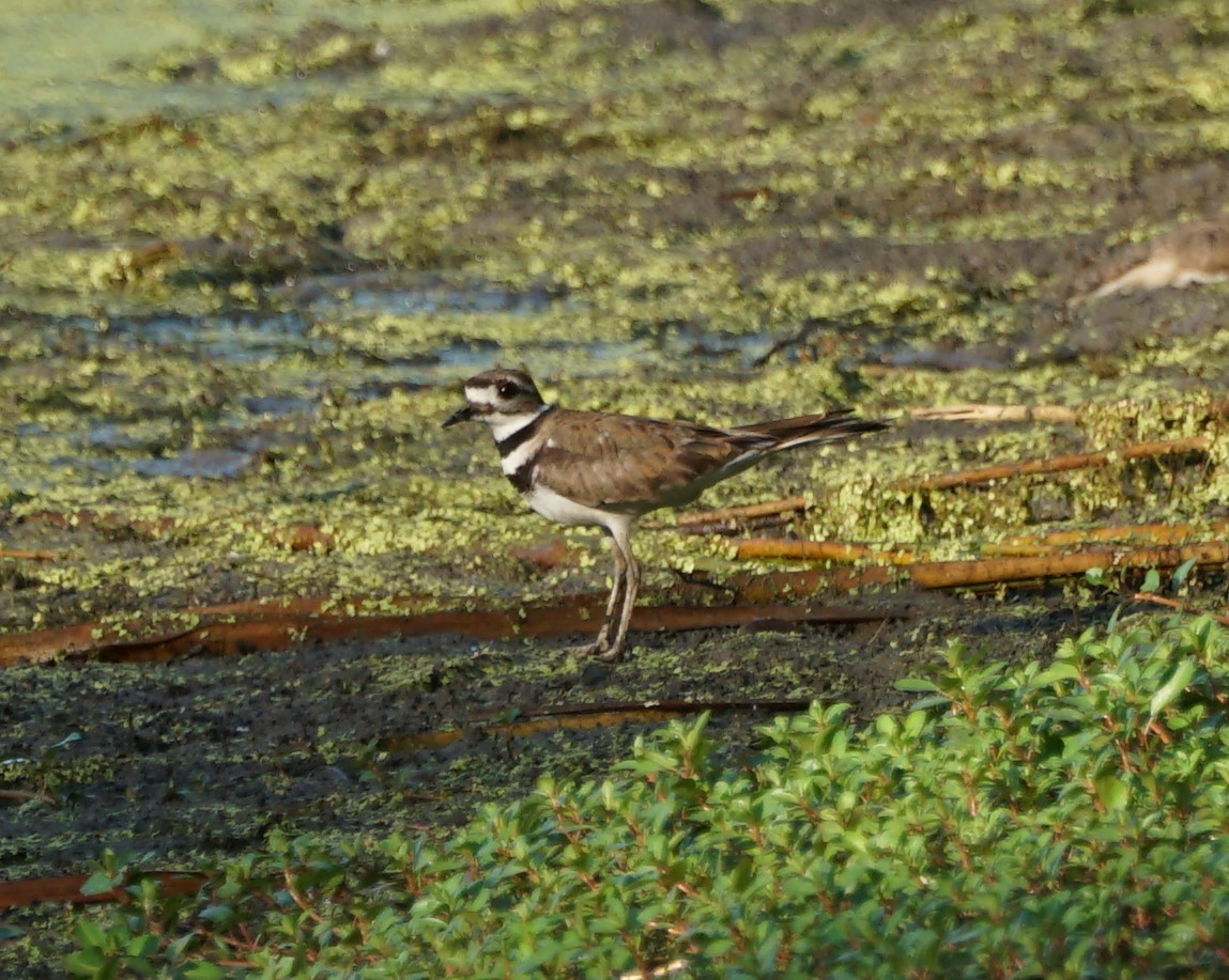 Killdeer - ML249041051