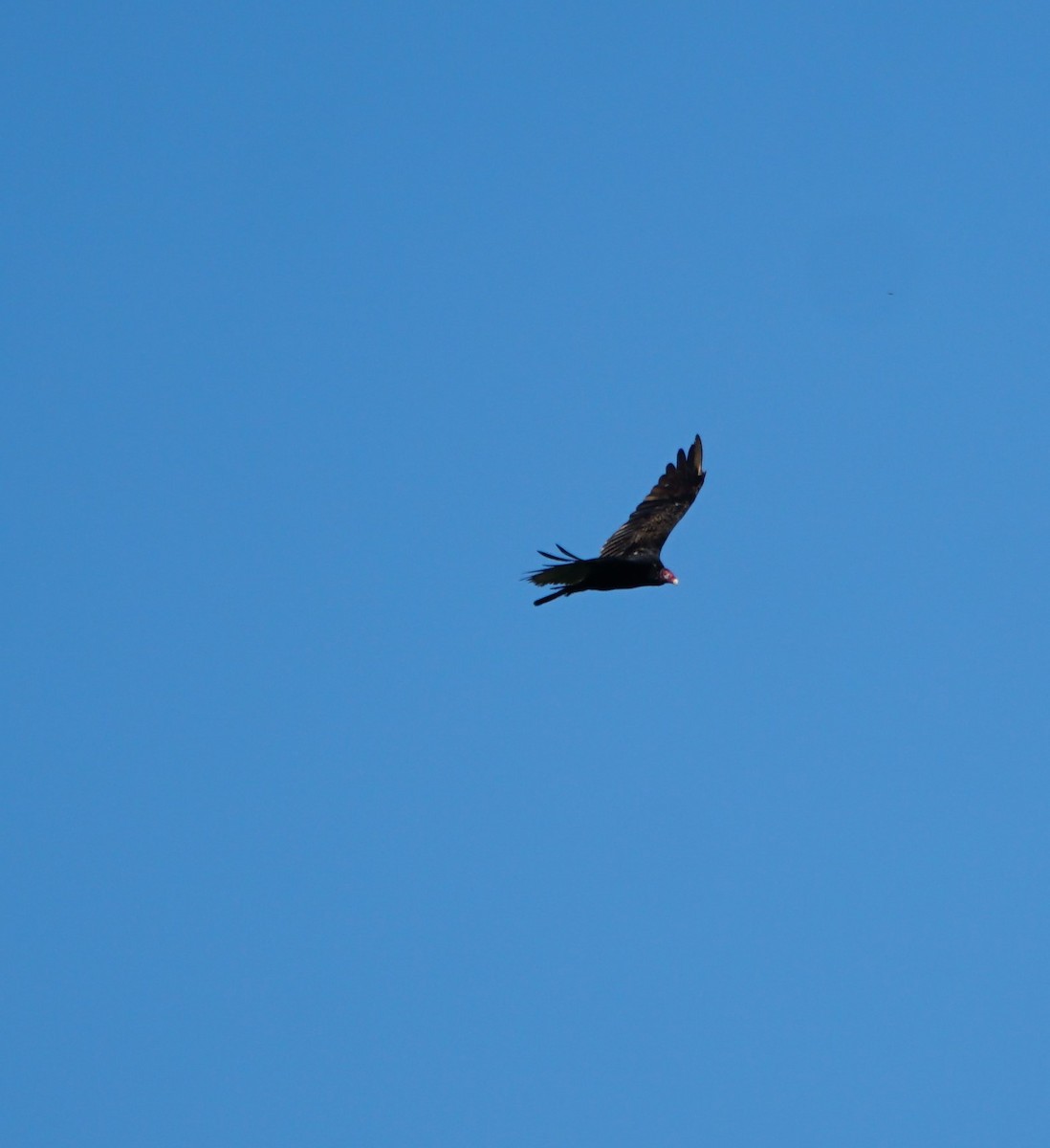 Turkey Vulture - ML249041451