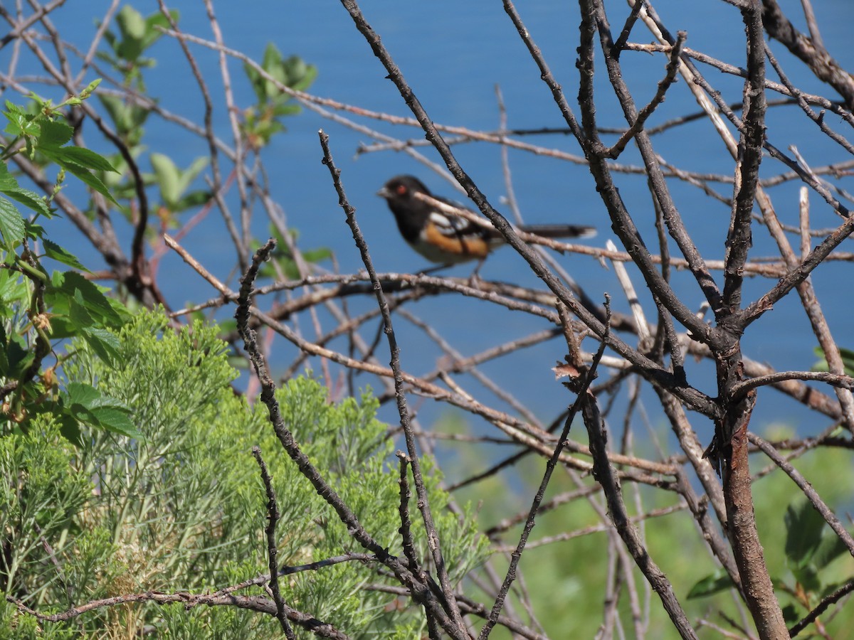 Spotted Towhee - ML249042331