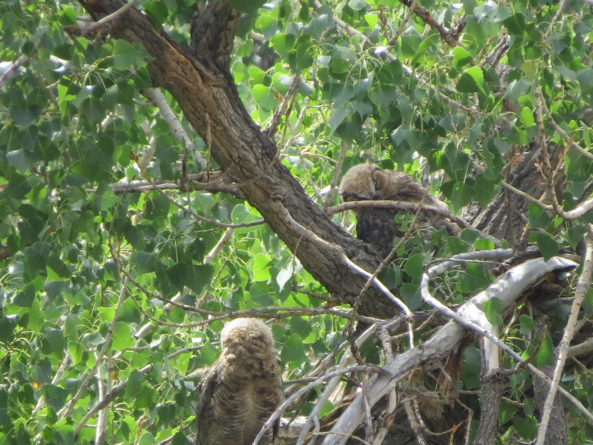 Great Horned Owl - ML249042891