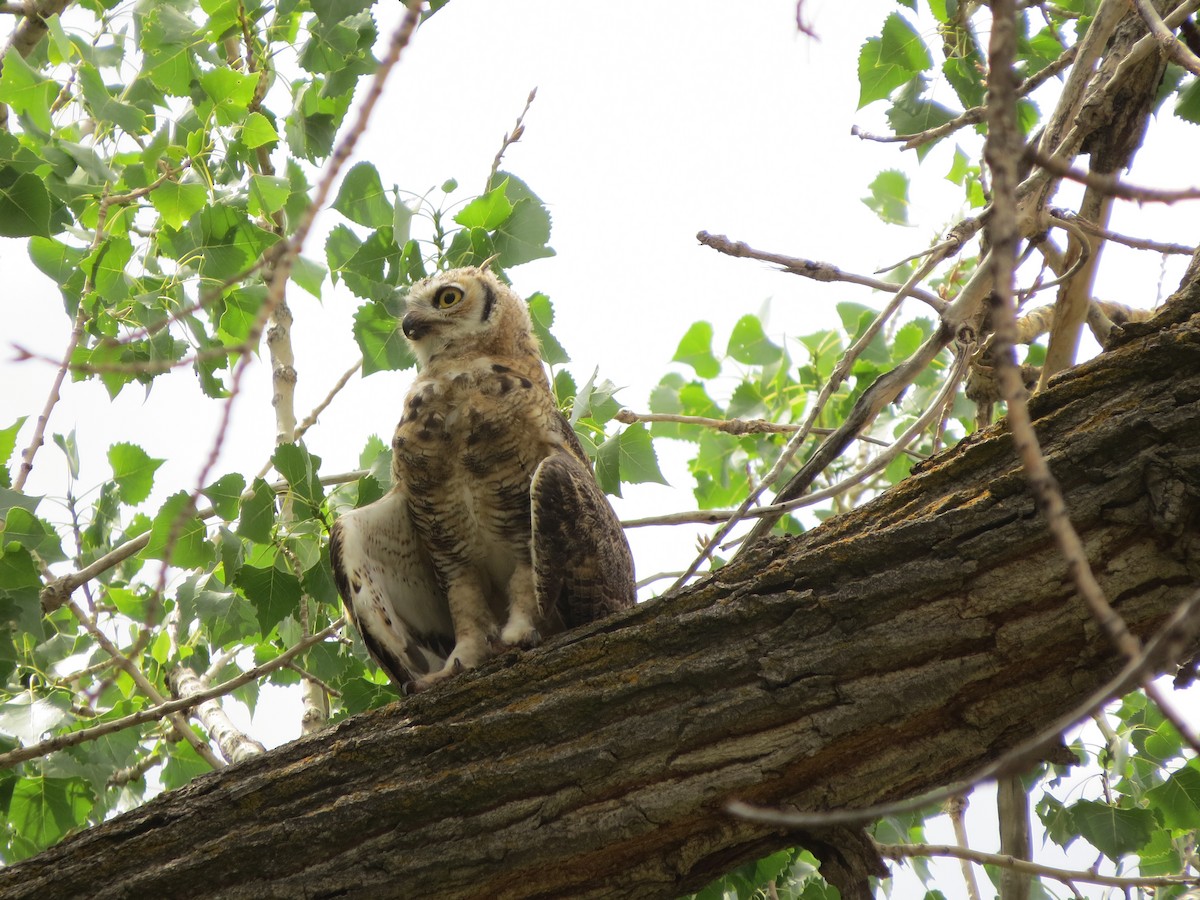Great Horned Owl - ML249042911