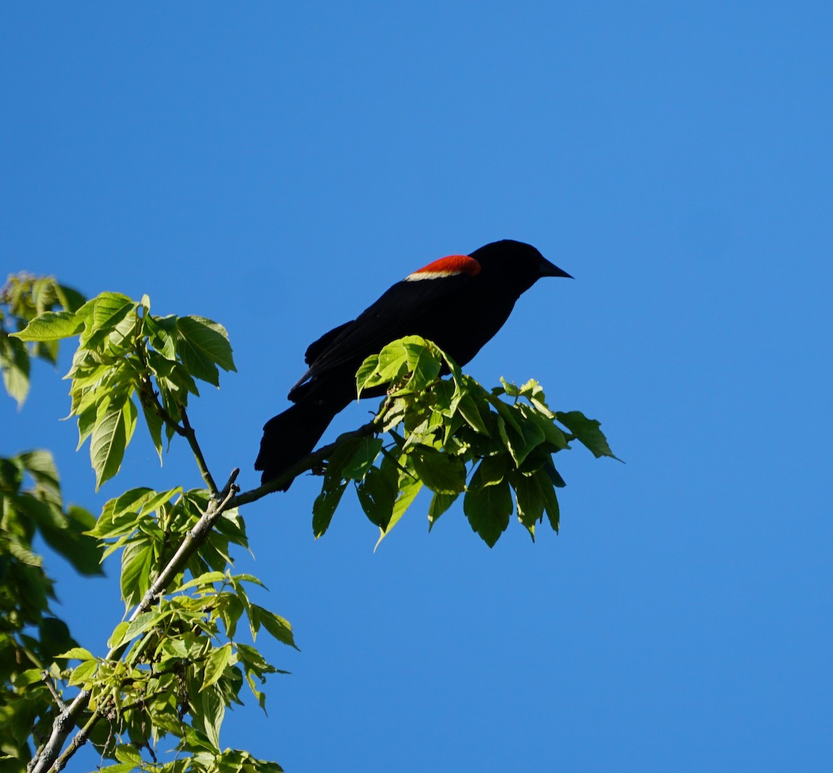 Red-winged Blackbird - ML249042921