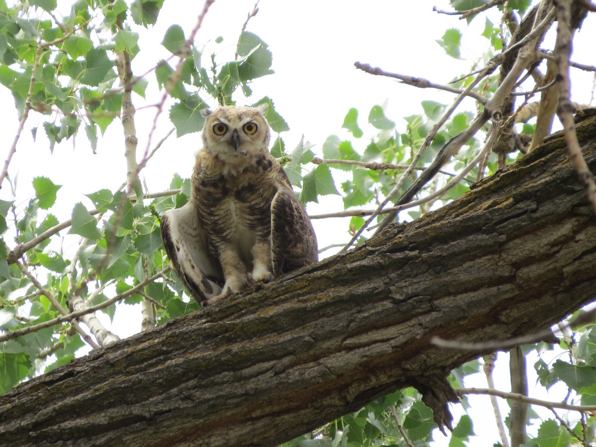 Great Horned Owl - ML249042981