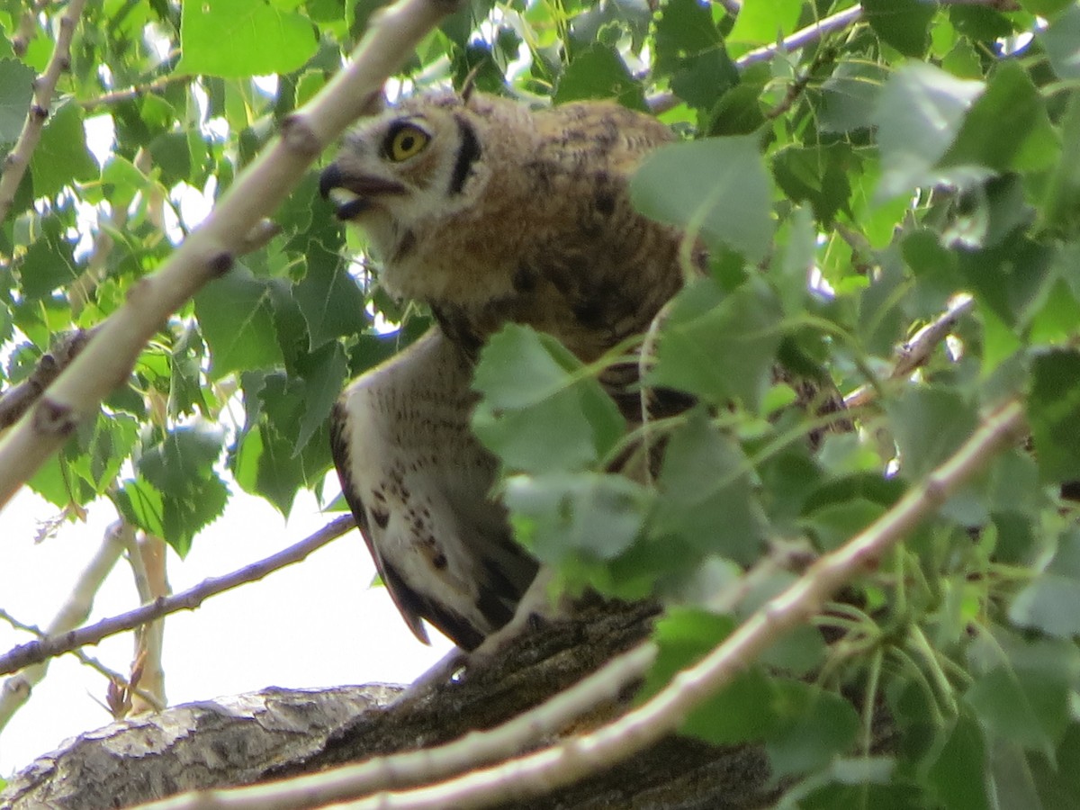 Great Horned Owl - ML249043011