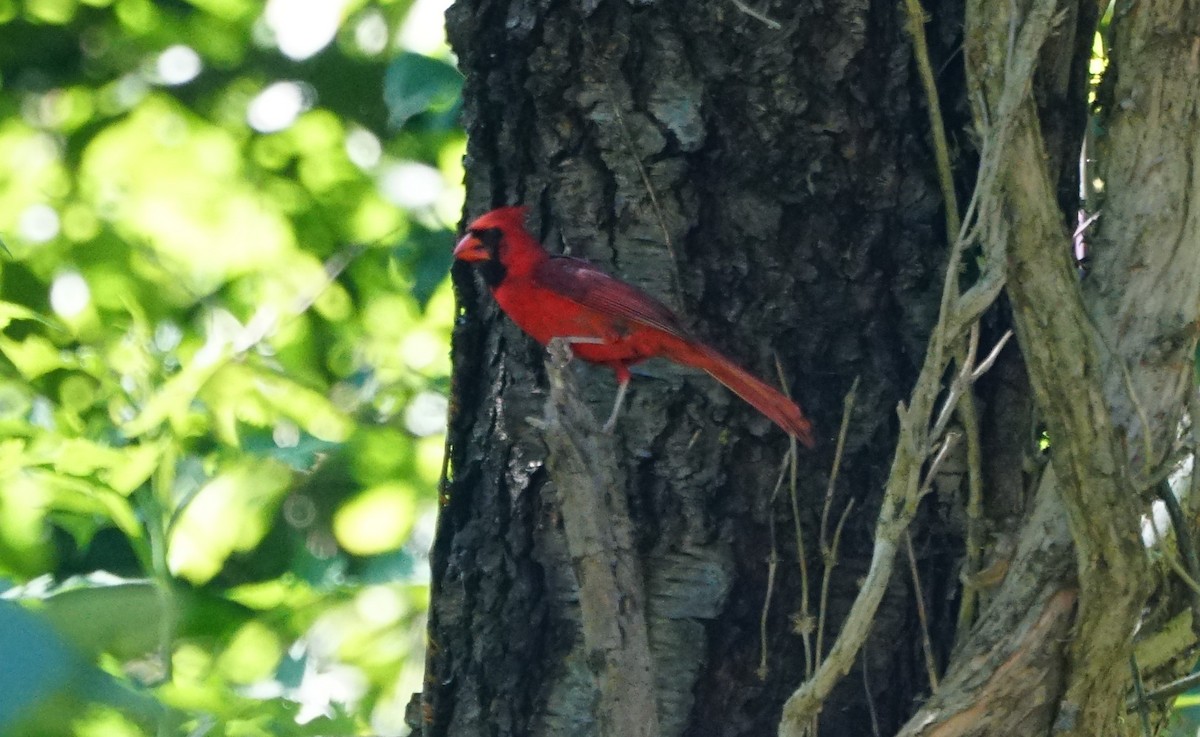 Cardinal rouge - ML249043191