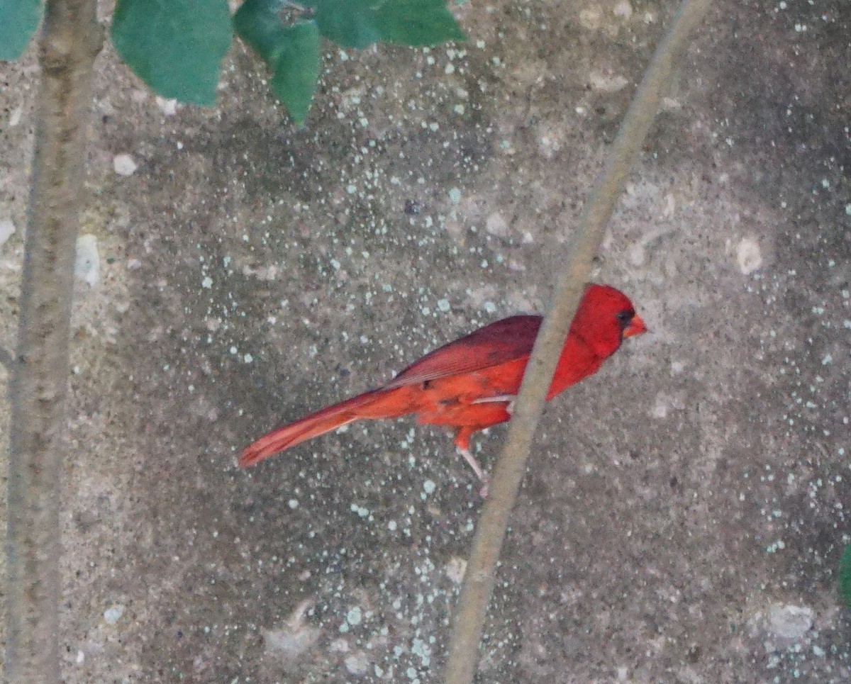 Cardinal rouge - ML249043201