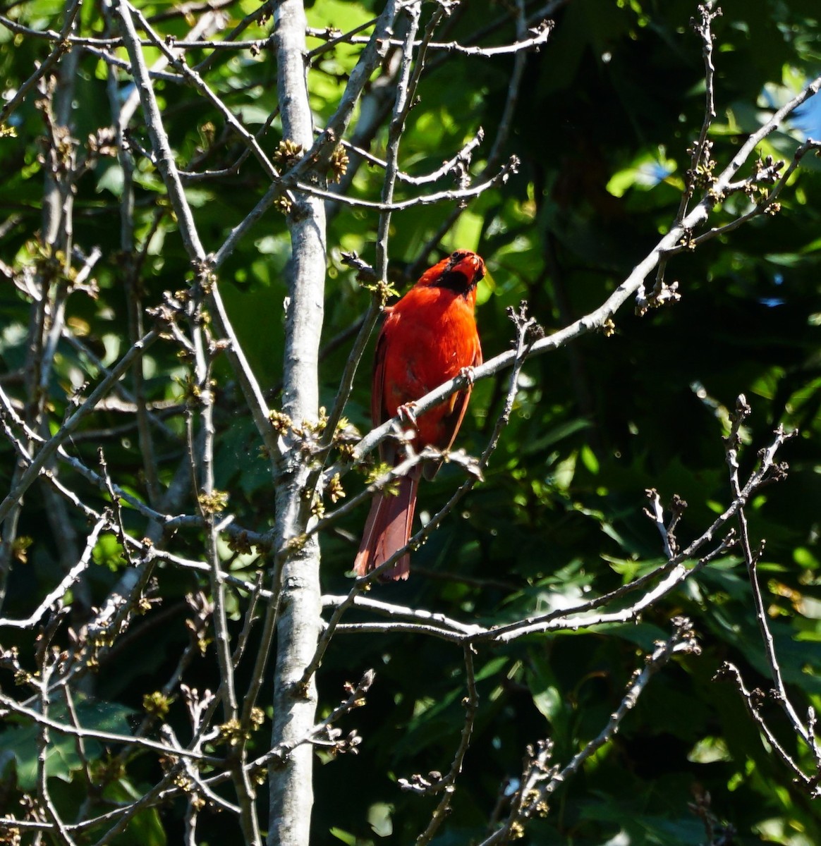 Cardinal rouge - ML249043211