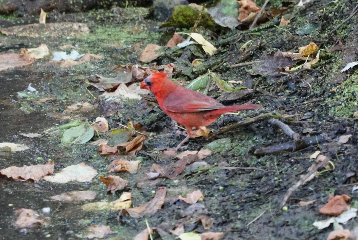 Cardinal rouge - ML249043221