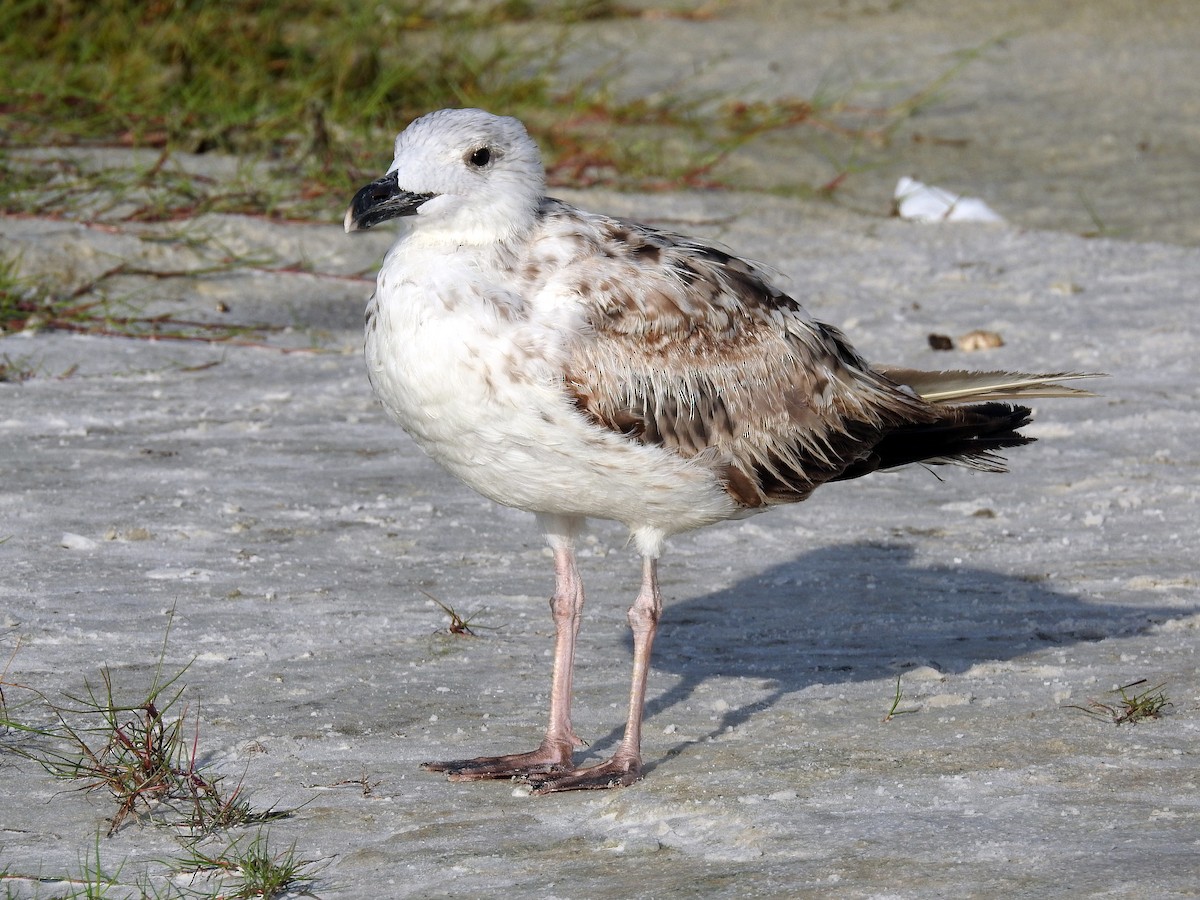 Great Black-backed Gull - ML249044971