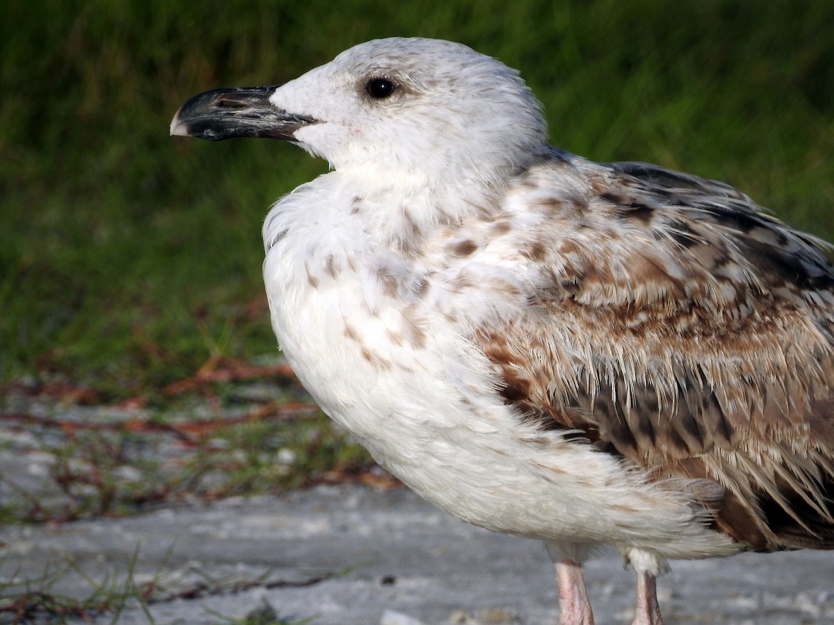 Great Black-backed Gull - ML249044981