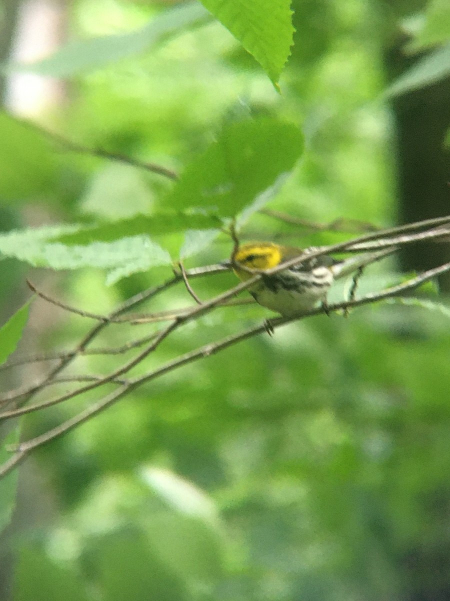 Black-throated Green Warbler - ML249047431