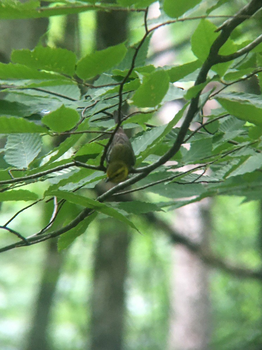 Black-throated Green Warbler - ML249047451