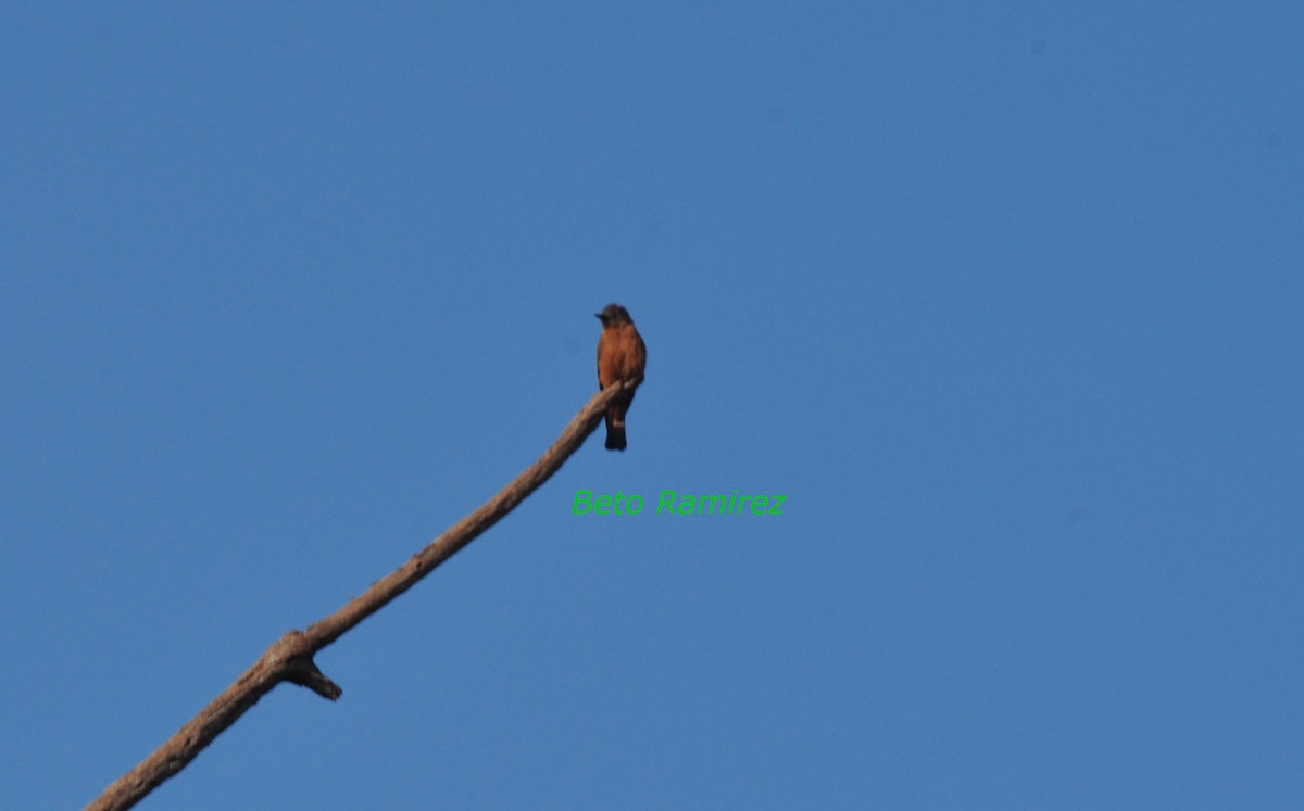 Cliff Flycatcher - ML249047861