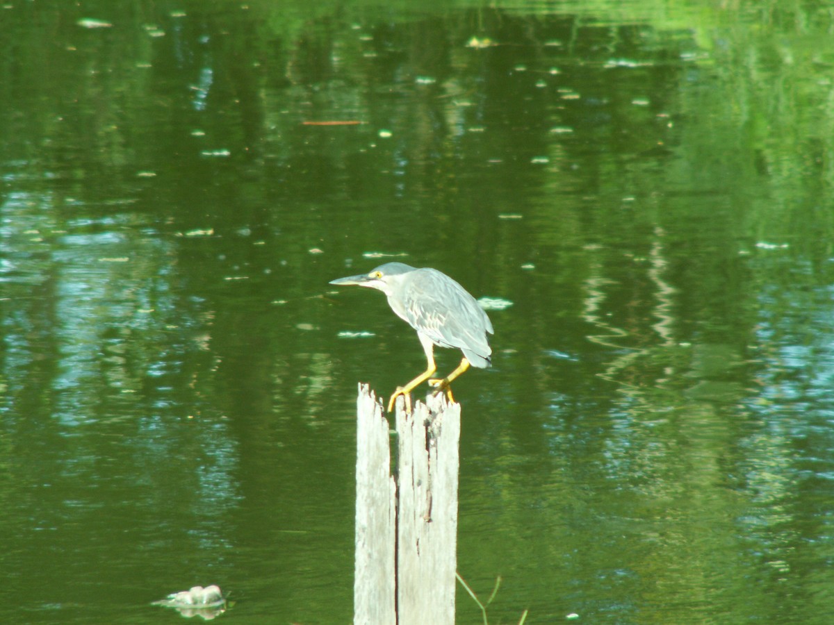 Striated Heron - ML249048171