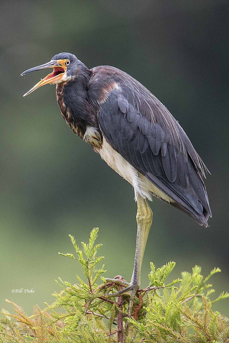 Tricolored Heron - ML249049591