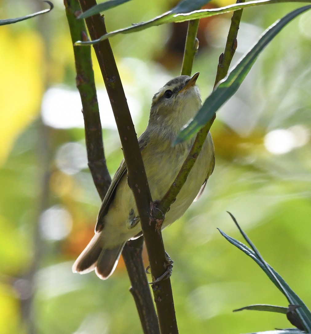 Common Chiffchaff - ML249050661