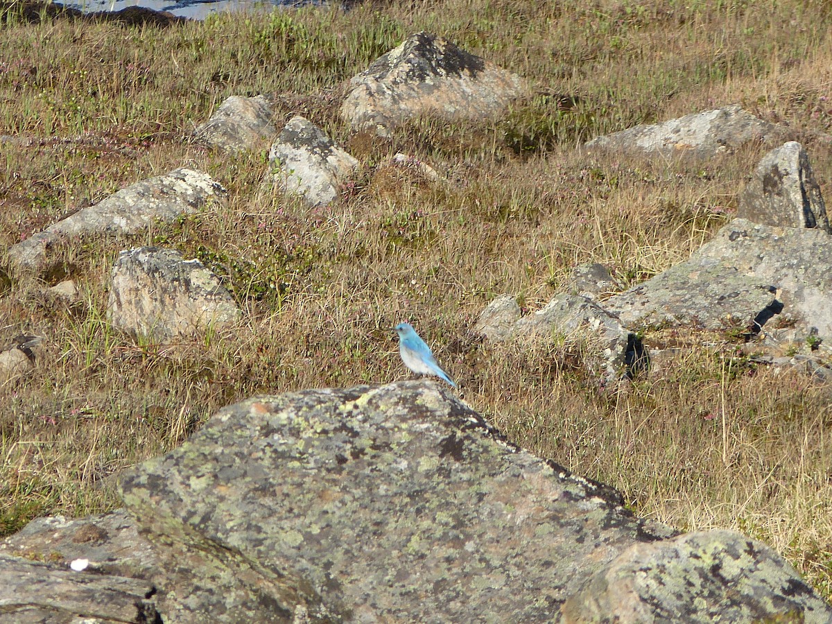 Mountain Bluebird - ML249051651