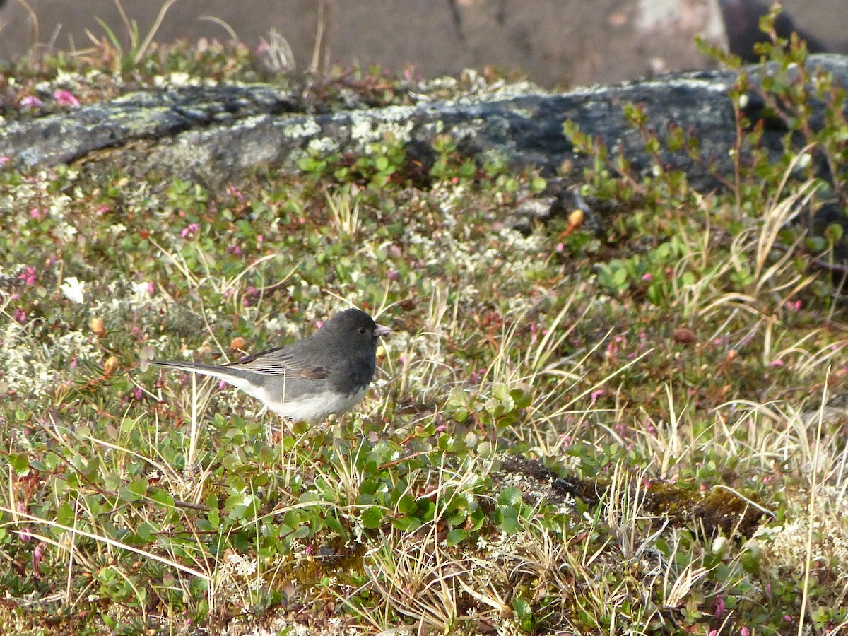 Dark-eyed Junco - ML249053971