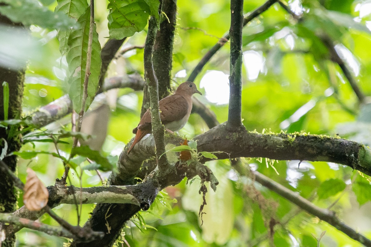 Blue Ground Dove - ML249054571