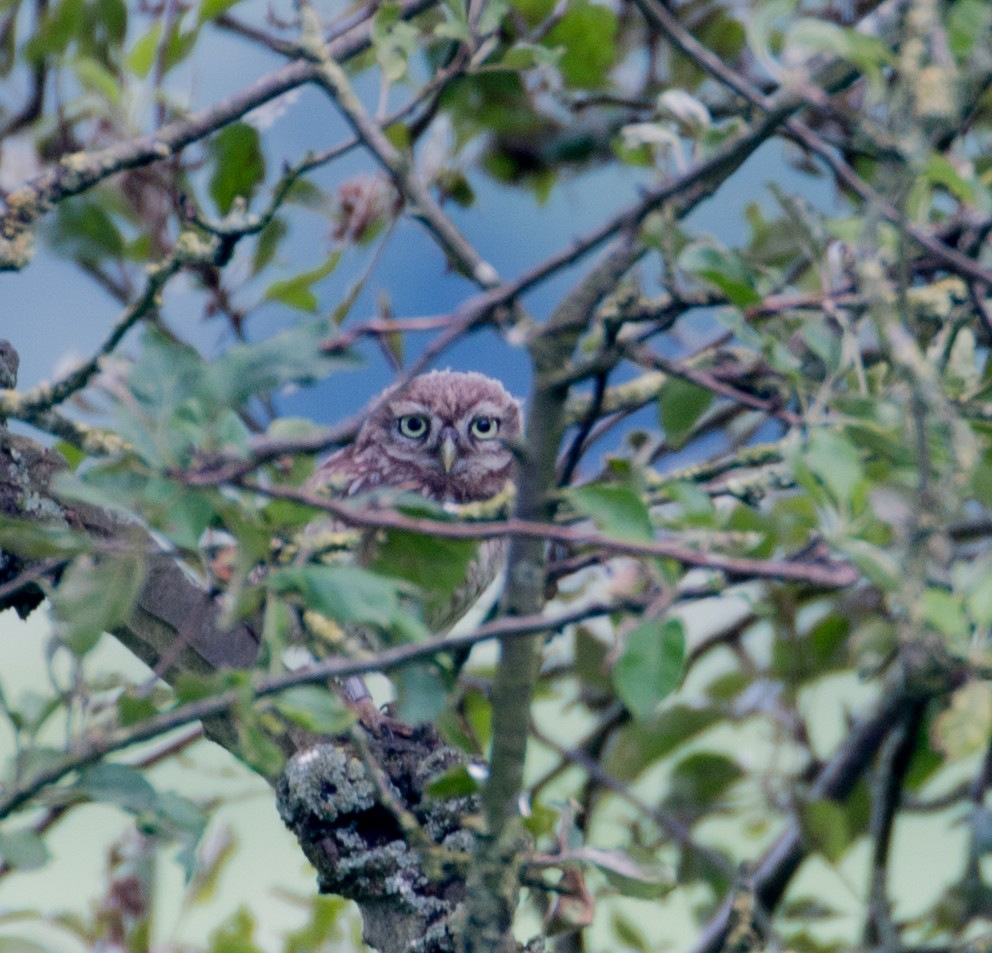 Little Owl - ML249054661