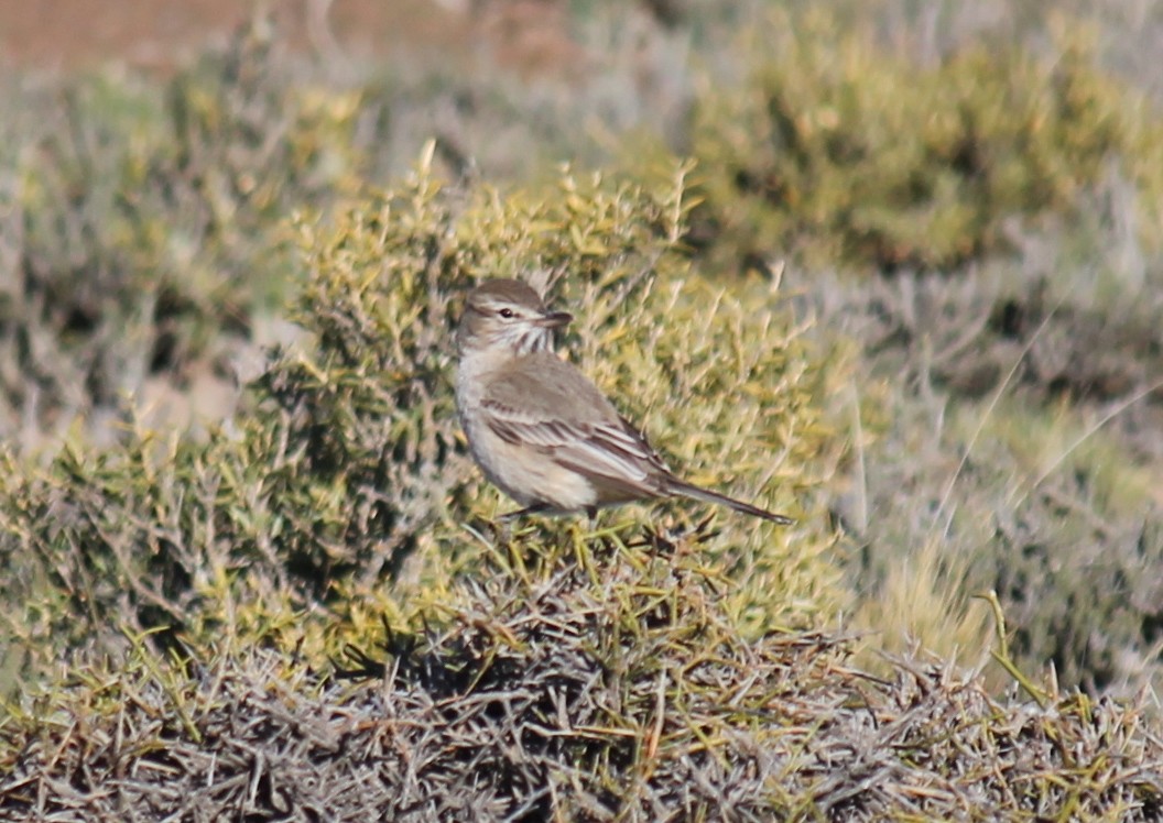 Gray-bellied Shrike-Tyrant - ML249055041