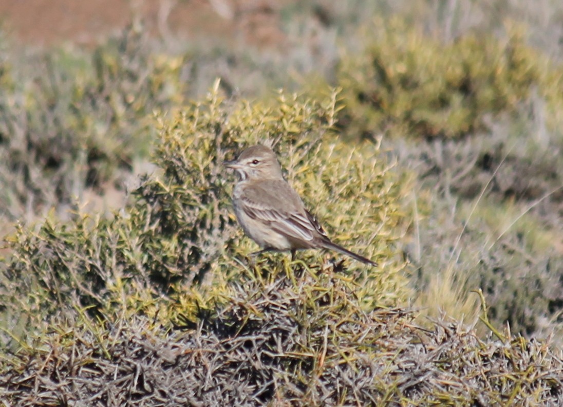 Gray-bellied Shrike-Tyrant - ML249055091