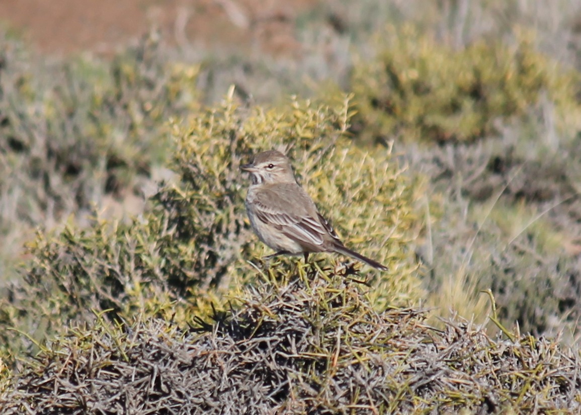 Gray-bellied Shrike-Tyrant - ML249055191