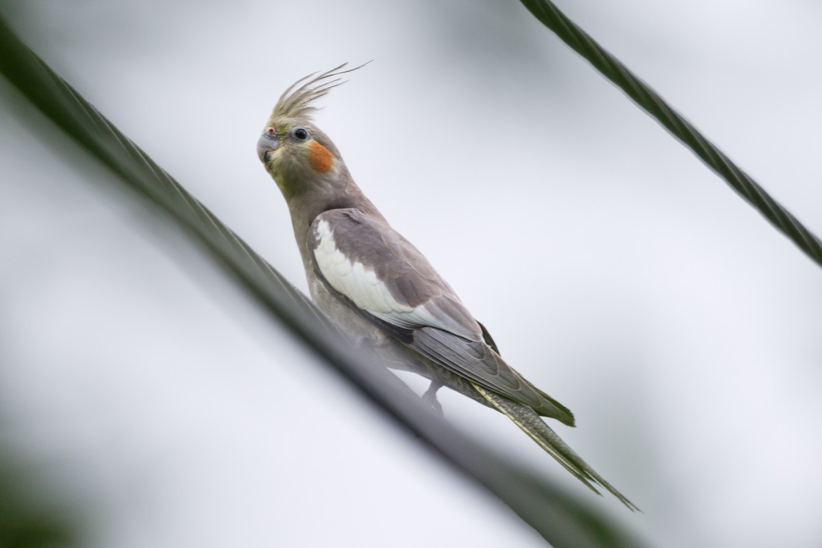 Cockatiel - John Strohsahl