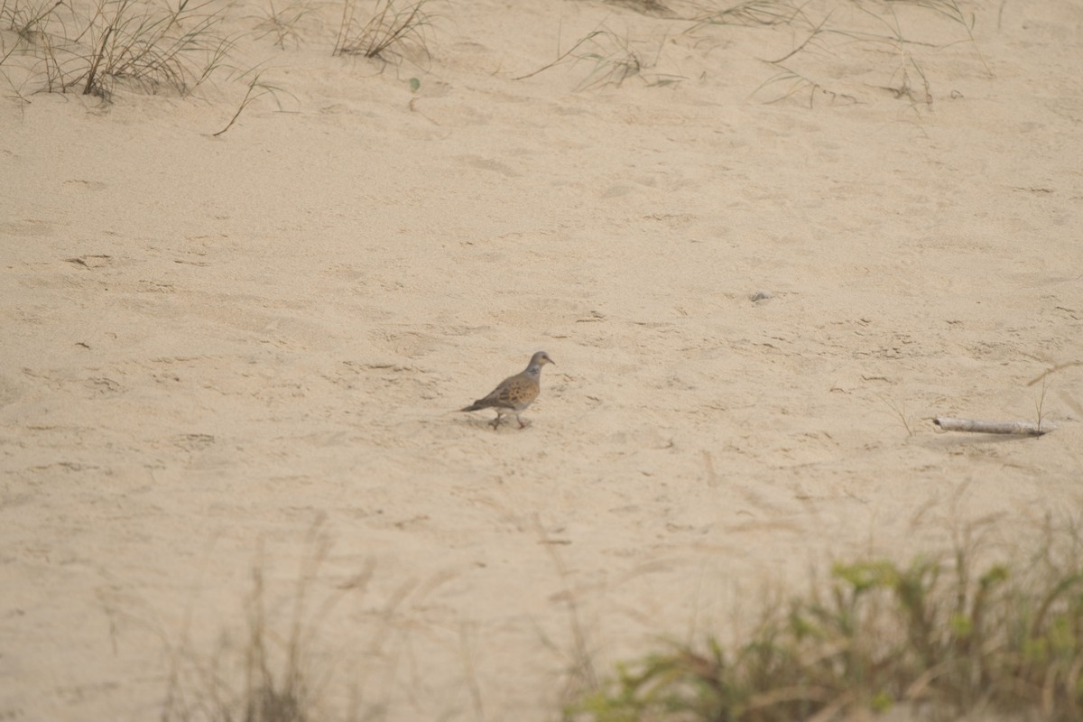 European Turtle-Dove - ML249056171