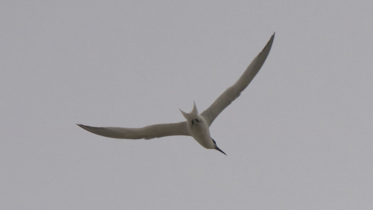 Sandwich Tern - ML249056191