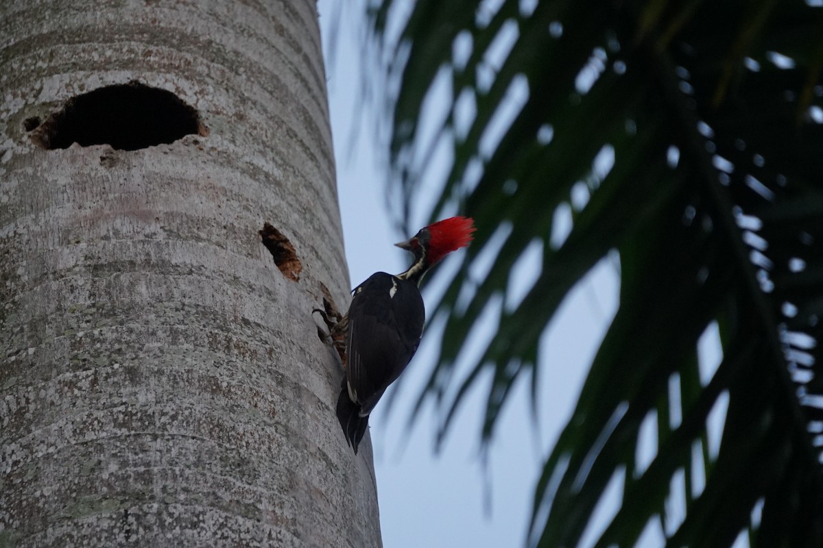 Lineated Woodpecker - ML249056901