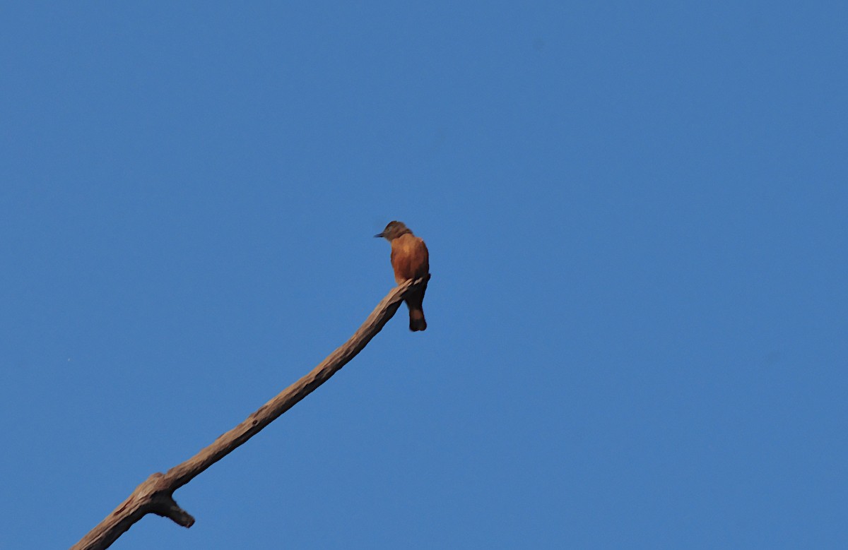 Cliff Flycatcher - Elvis Alberto Ramirez