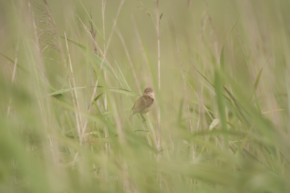 Common Reed Warbler - ML249057041