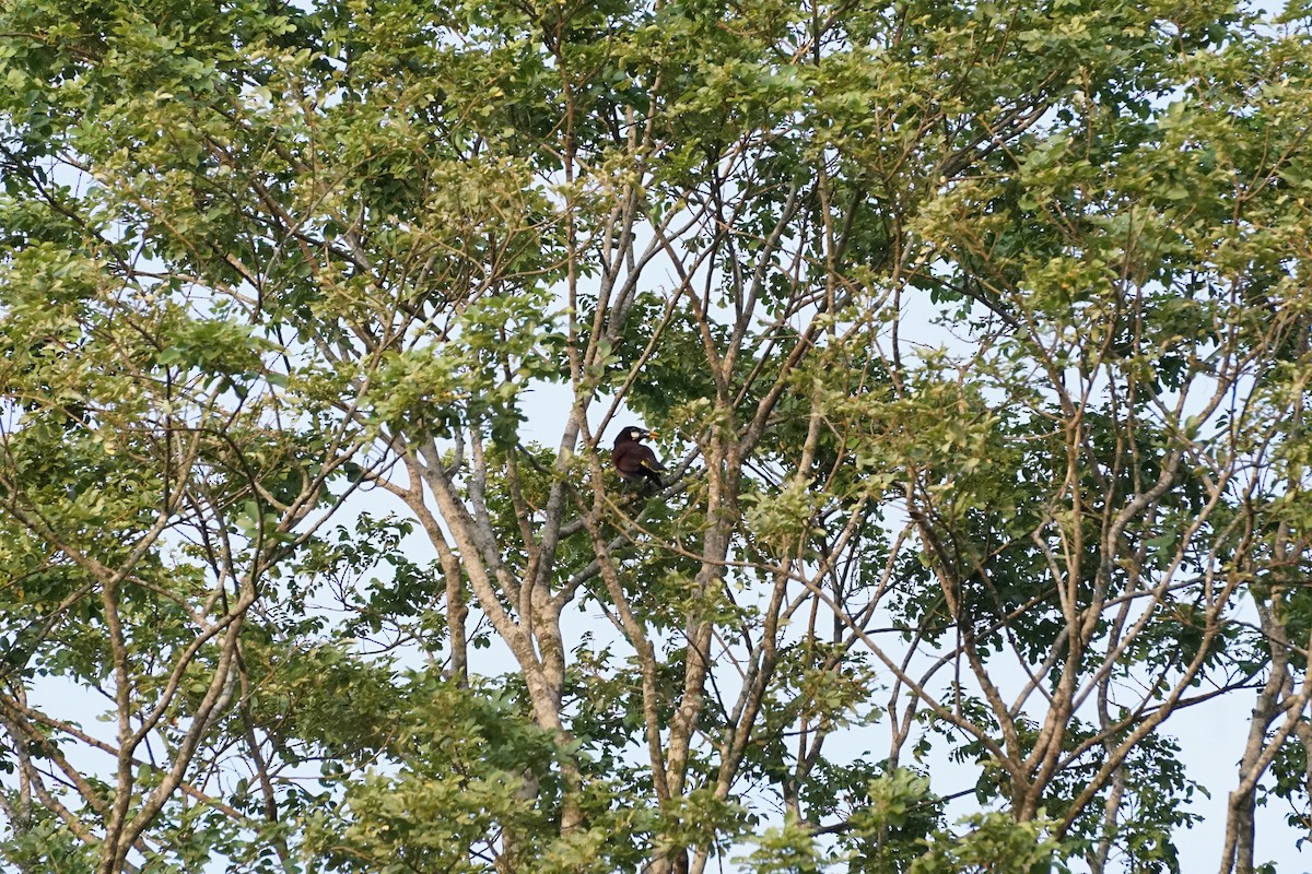 Montezuma Oropendola - ML249057051