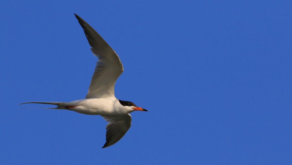 Forster's Tern - ML249057151