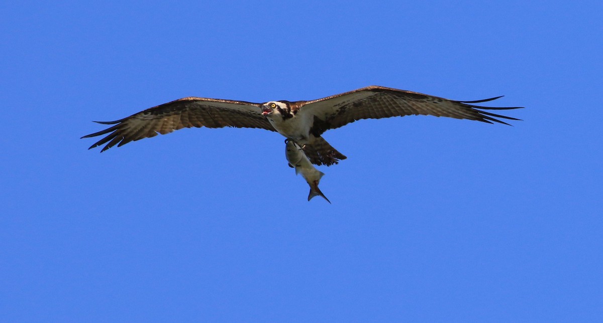 Águila Pescadora - ML249057581