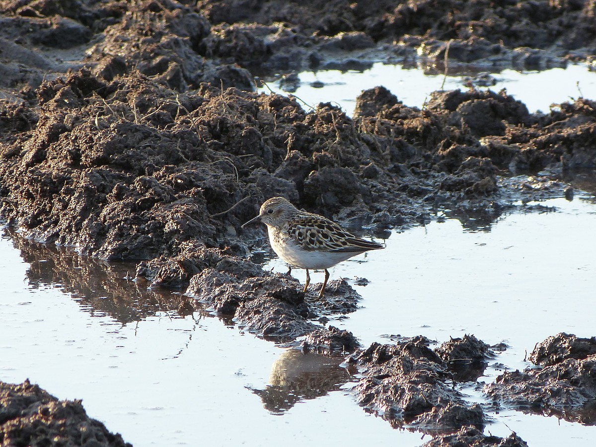 Least Sandpiper - Dominique Genna