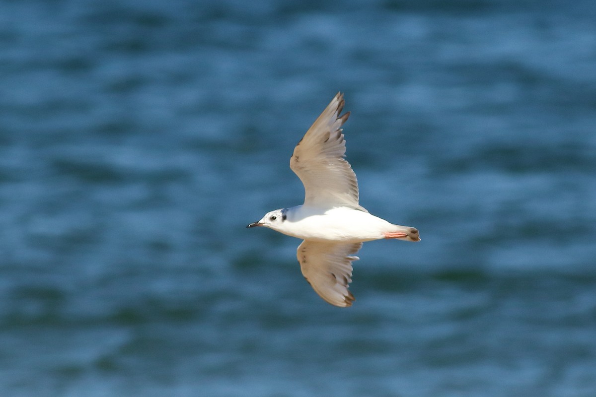 Bonaparte's Gull - Sean Williams