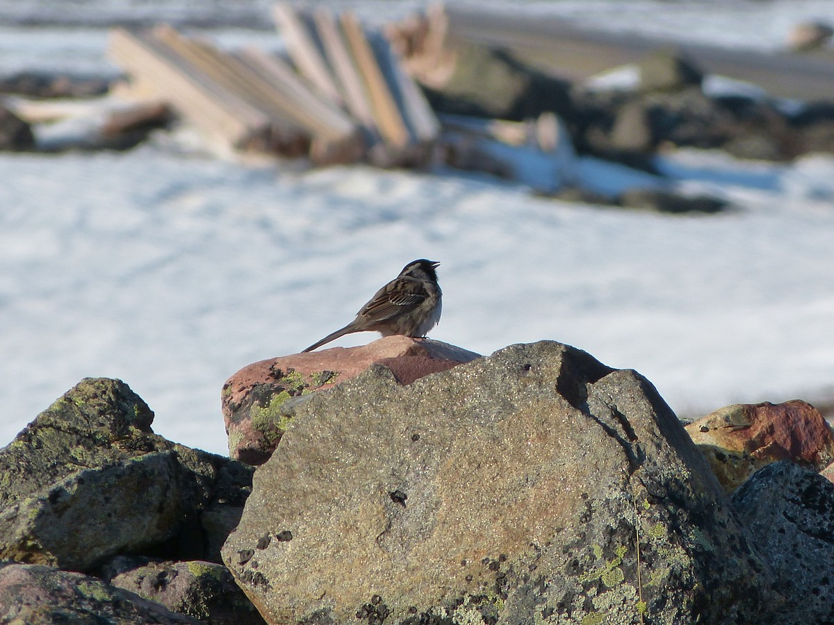 Harris's Sparrow - ML249059581