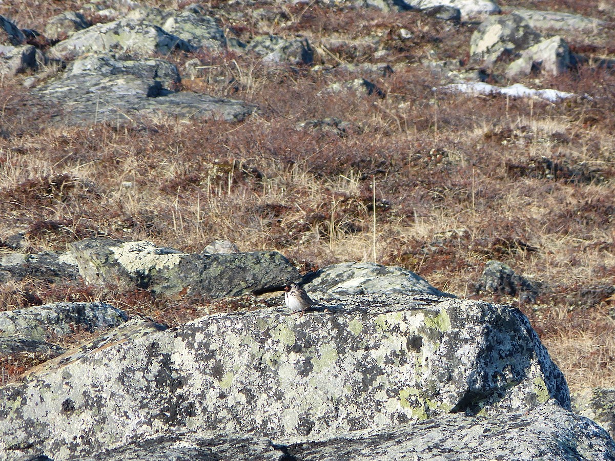 Harris's Sparrow - ML249059681