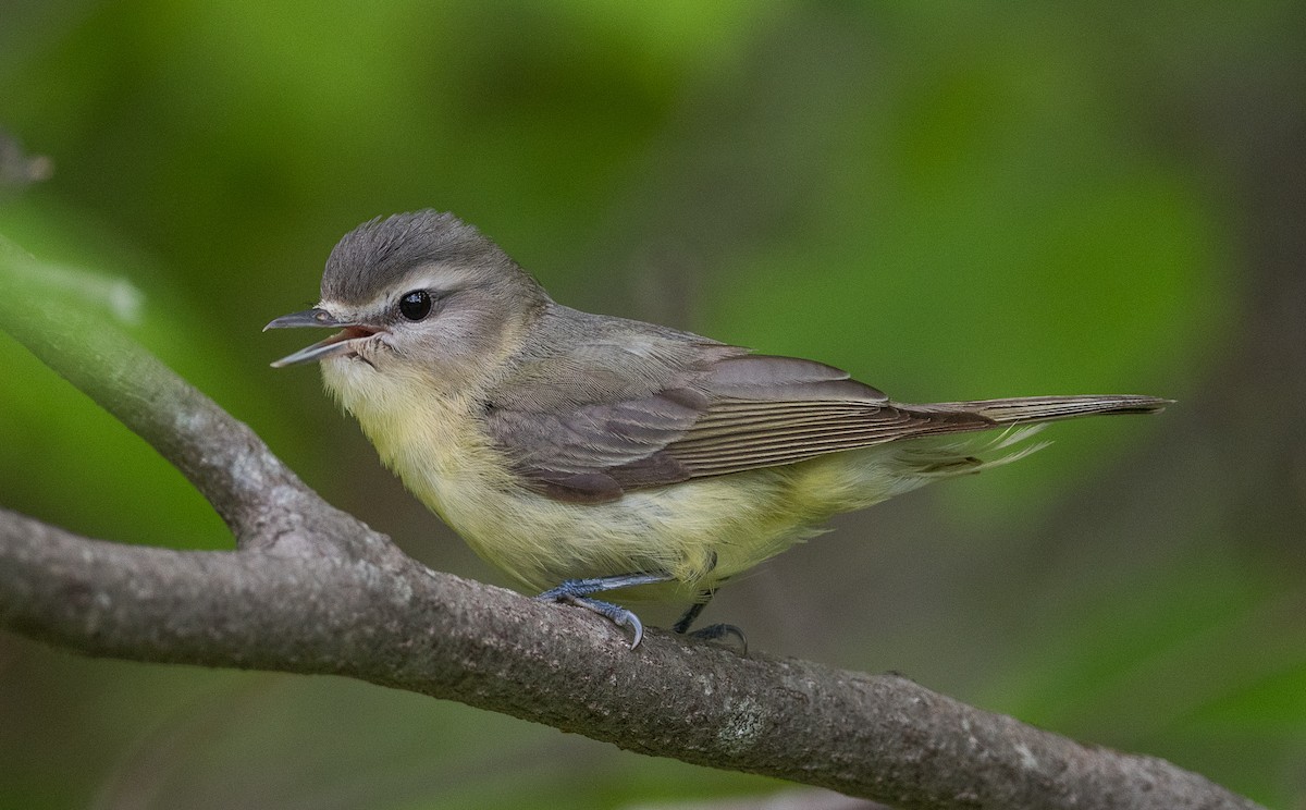 Philadelphia Vireo - ML249060151