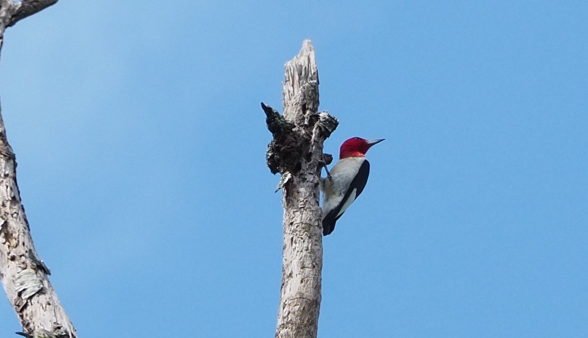 Red-headed Woodpecker - Abby Grubbs