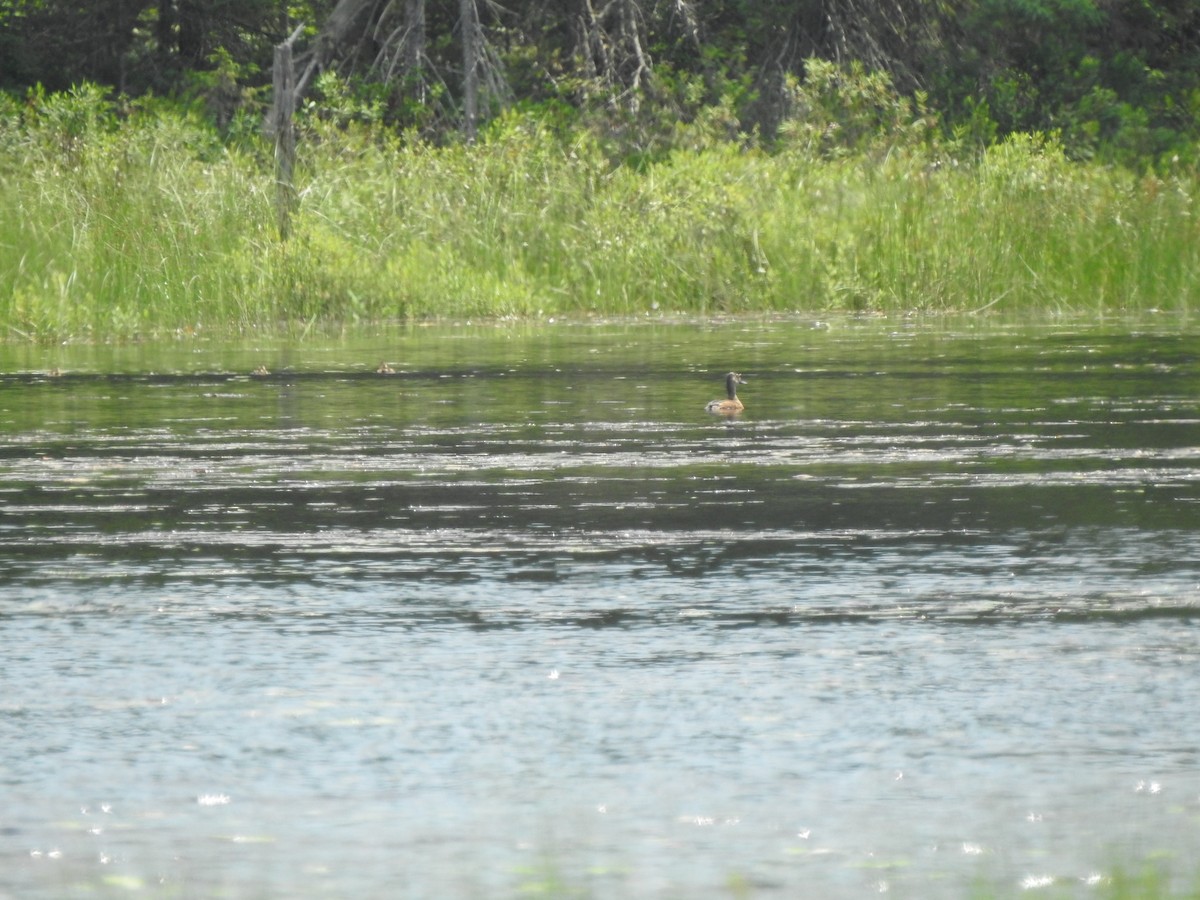 Ring-necked Duck - ML249064661