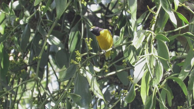 Purple-throated Euphonia - ML249066281