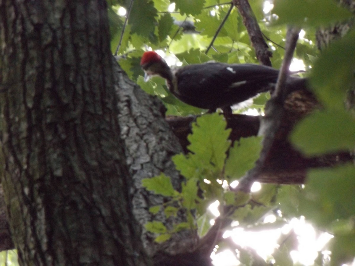 Pileated Woodpecker - ML249067381