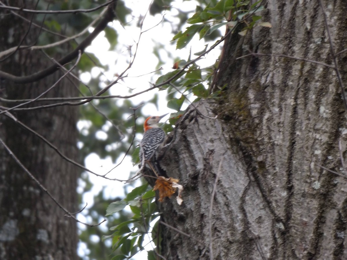 Red-bellied Woodpecker - ML249067421